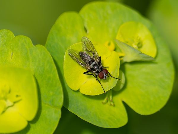 Anthomyia procellaris